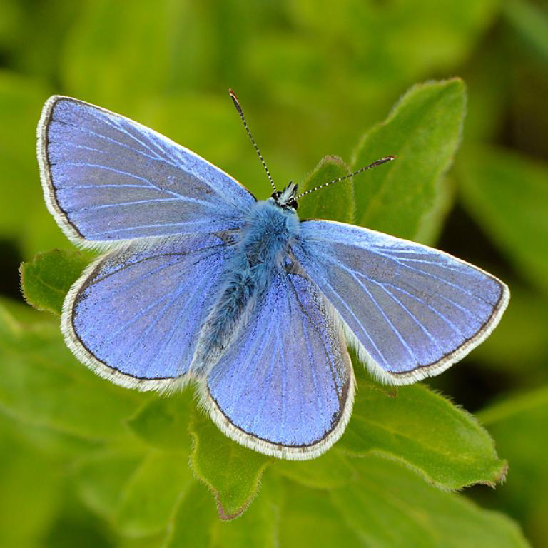 Common Blue