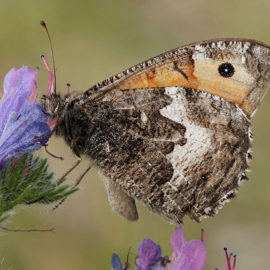 Common Grayling