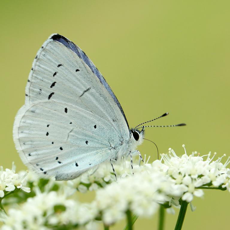Holly Blue