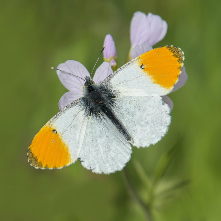 Orange Tip