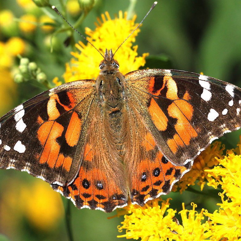 Painted Lady