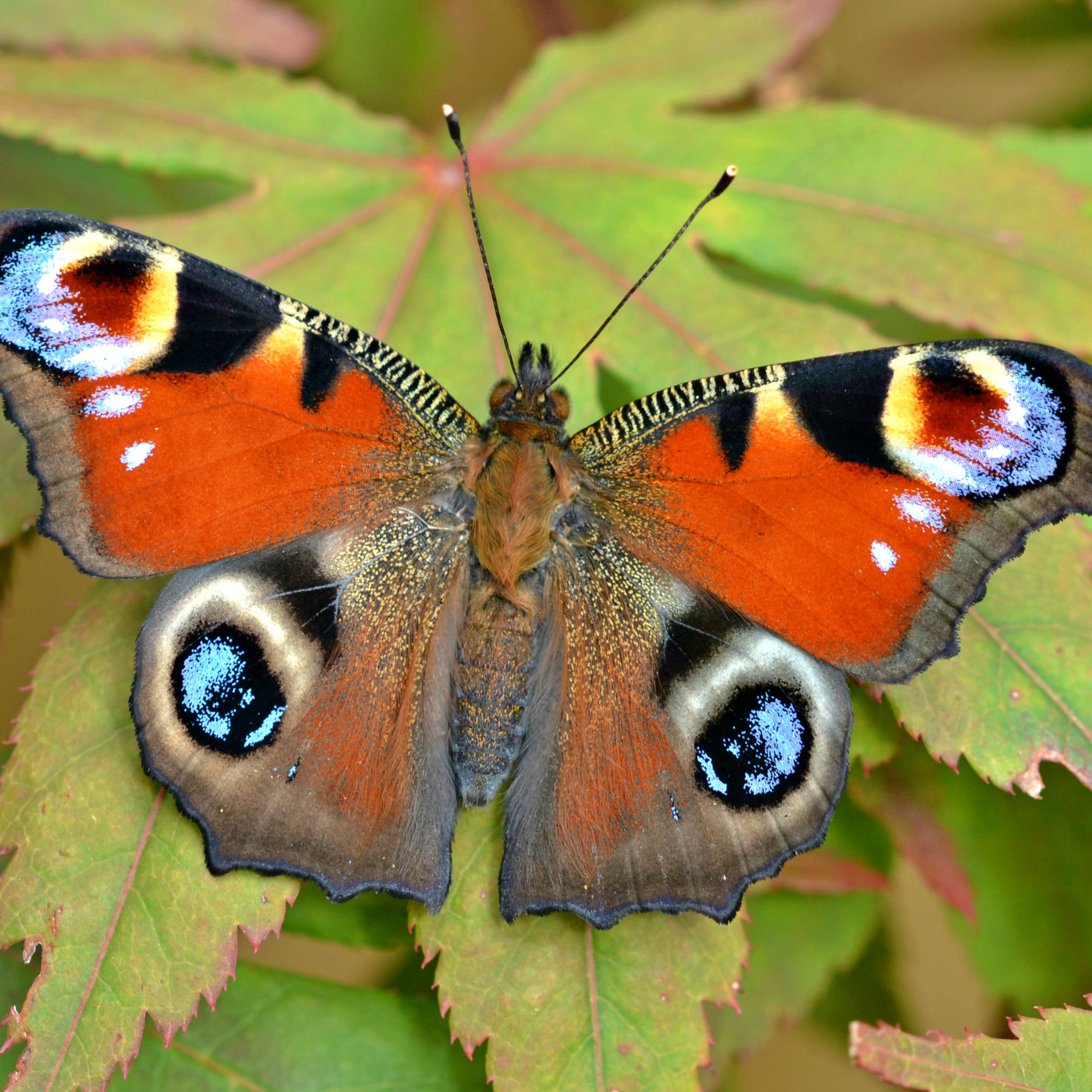 Peacock Butterfly