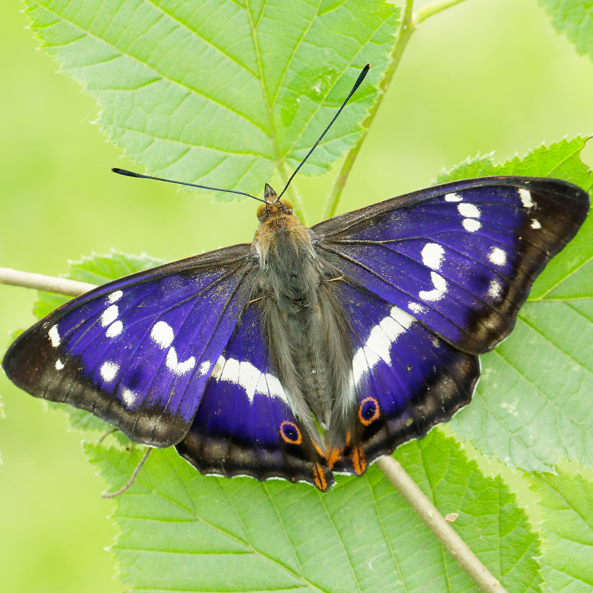 Purple Emperor Apatura iris