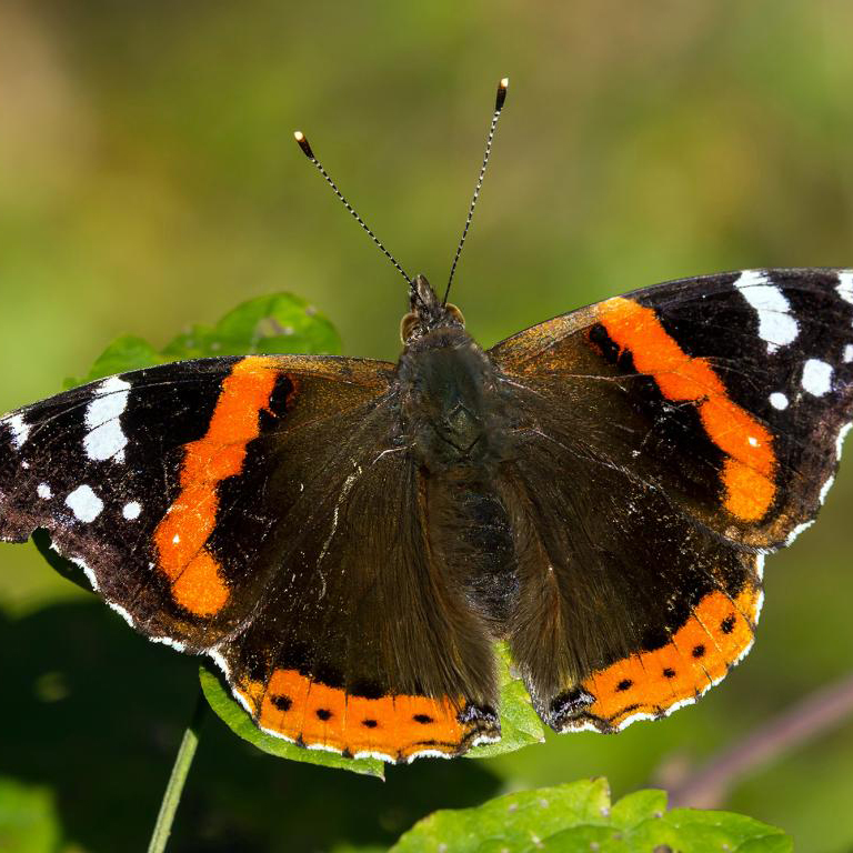 Red Admiral