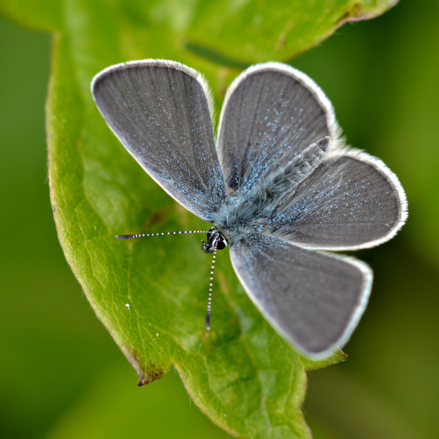 Small Blue