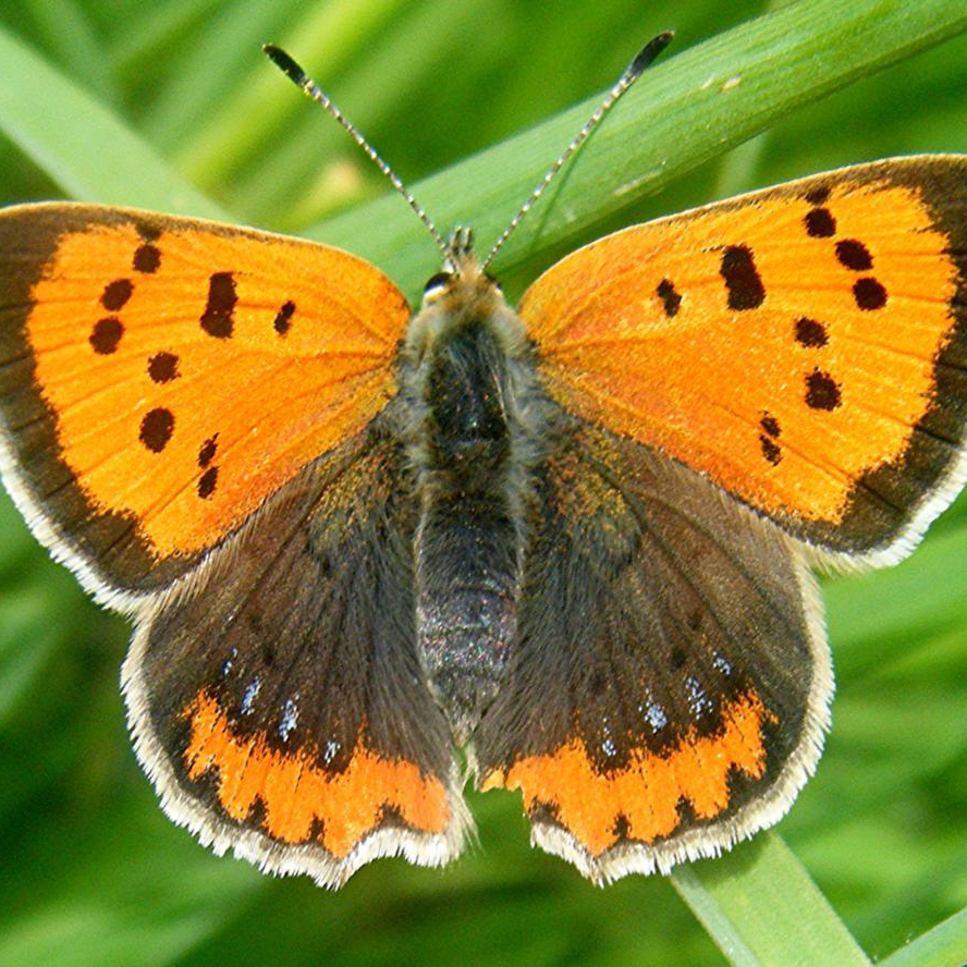 Small Copper